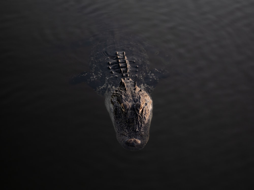 a large alligator is floating in the water