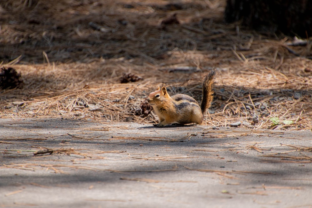 a squirrel is sitting on the ground in the sun