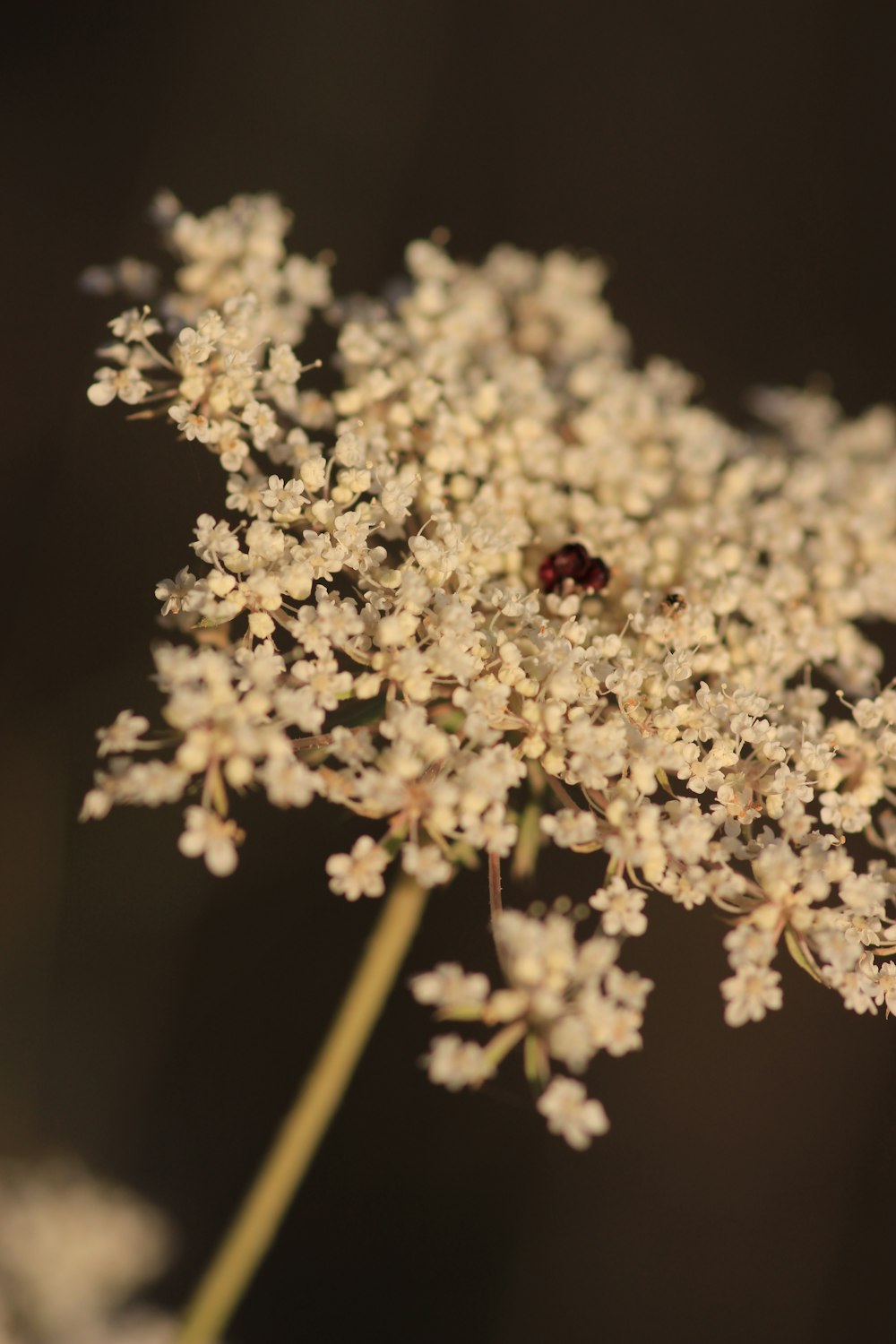 a close up of a flower with a lady bug on it