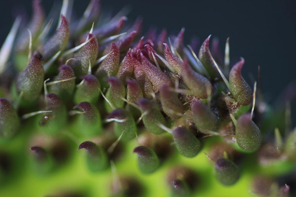 a close up of a plant with tiny flowers