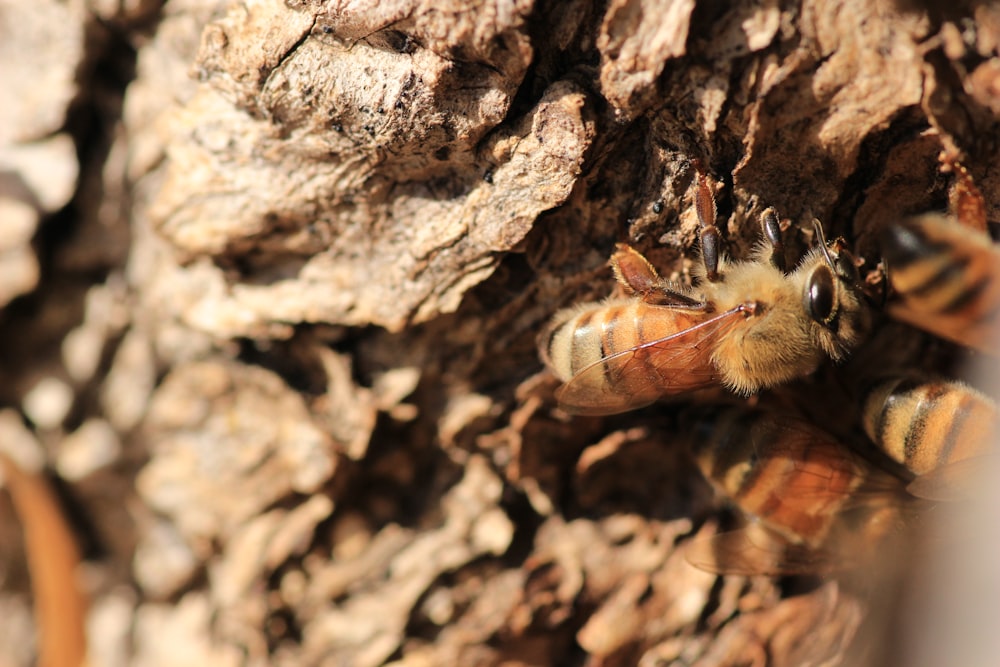 a close up of a bee on a tree