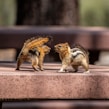 a couple of small animals standing on top of a cement slab