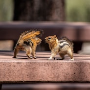 a couple of small animals standing on top of a cement slab