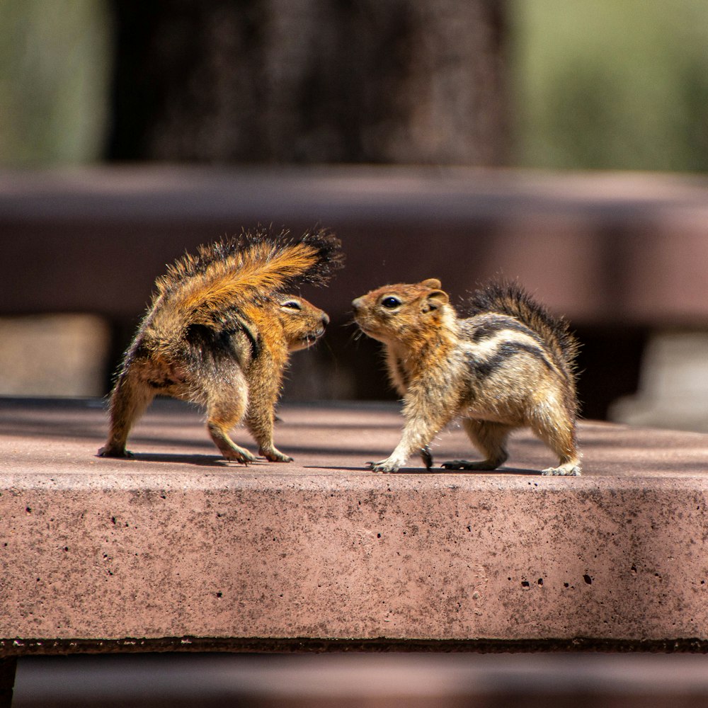 a couple of small animals standing on top of a cement slab