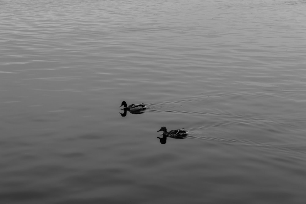 a couple of ducks floating on top of a lake