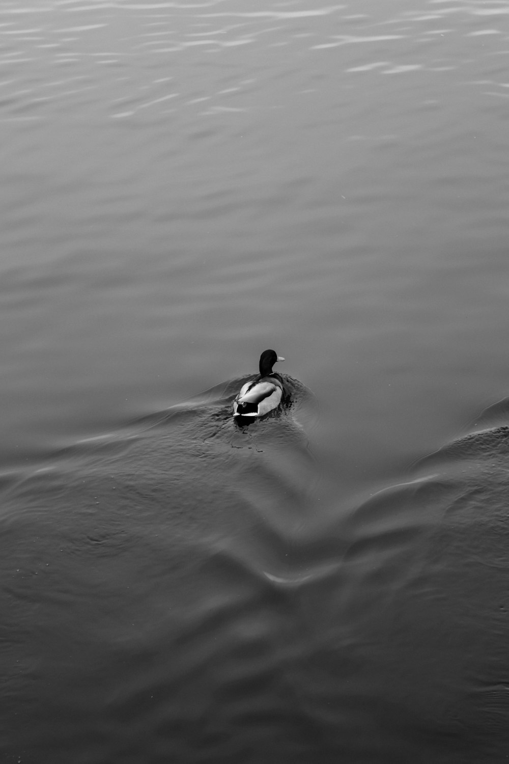 a black and white photo of a duck in the water