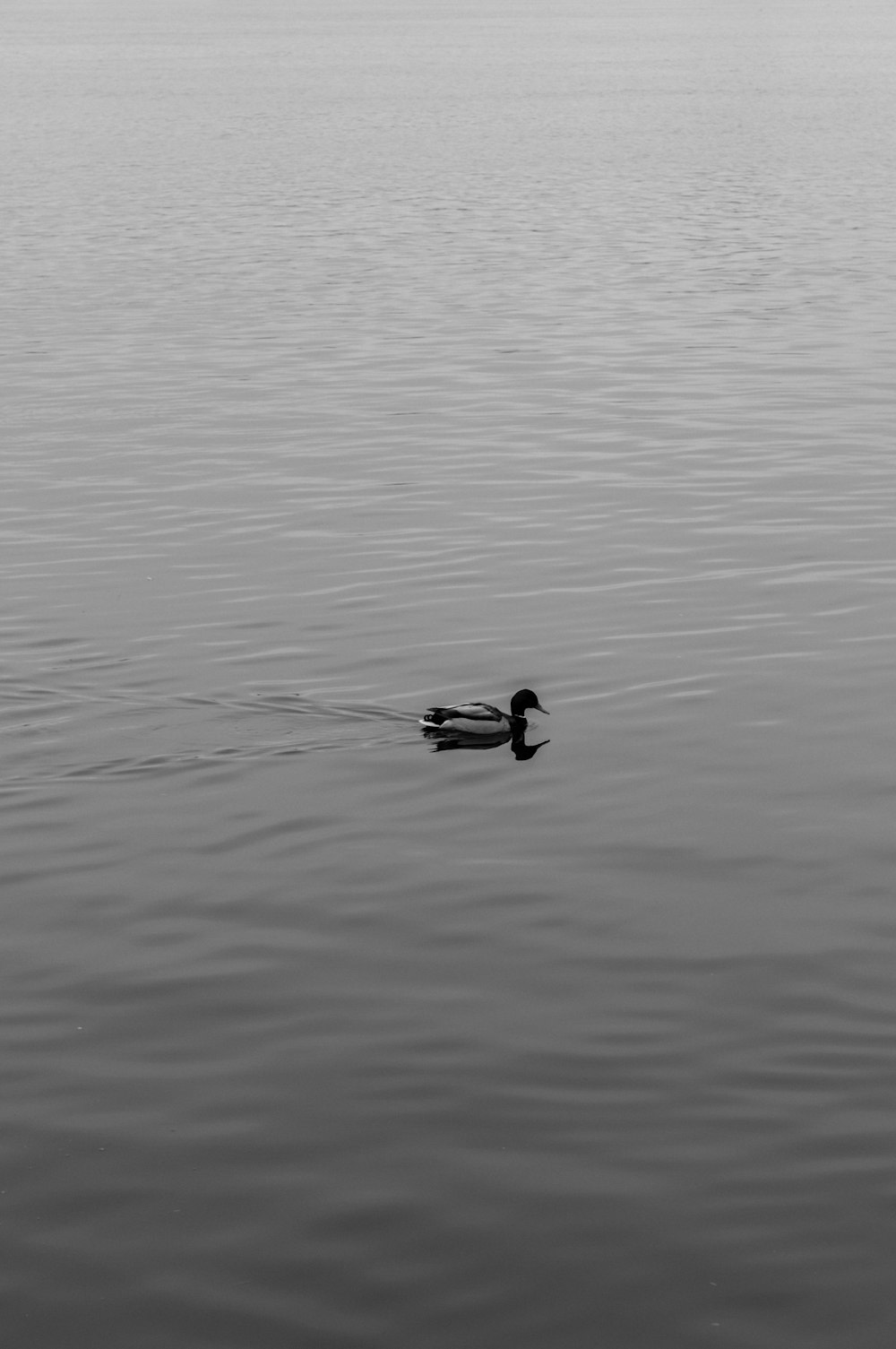 a black and white photo of a duck in the water