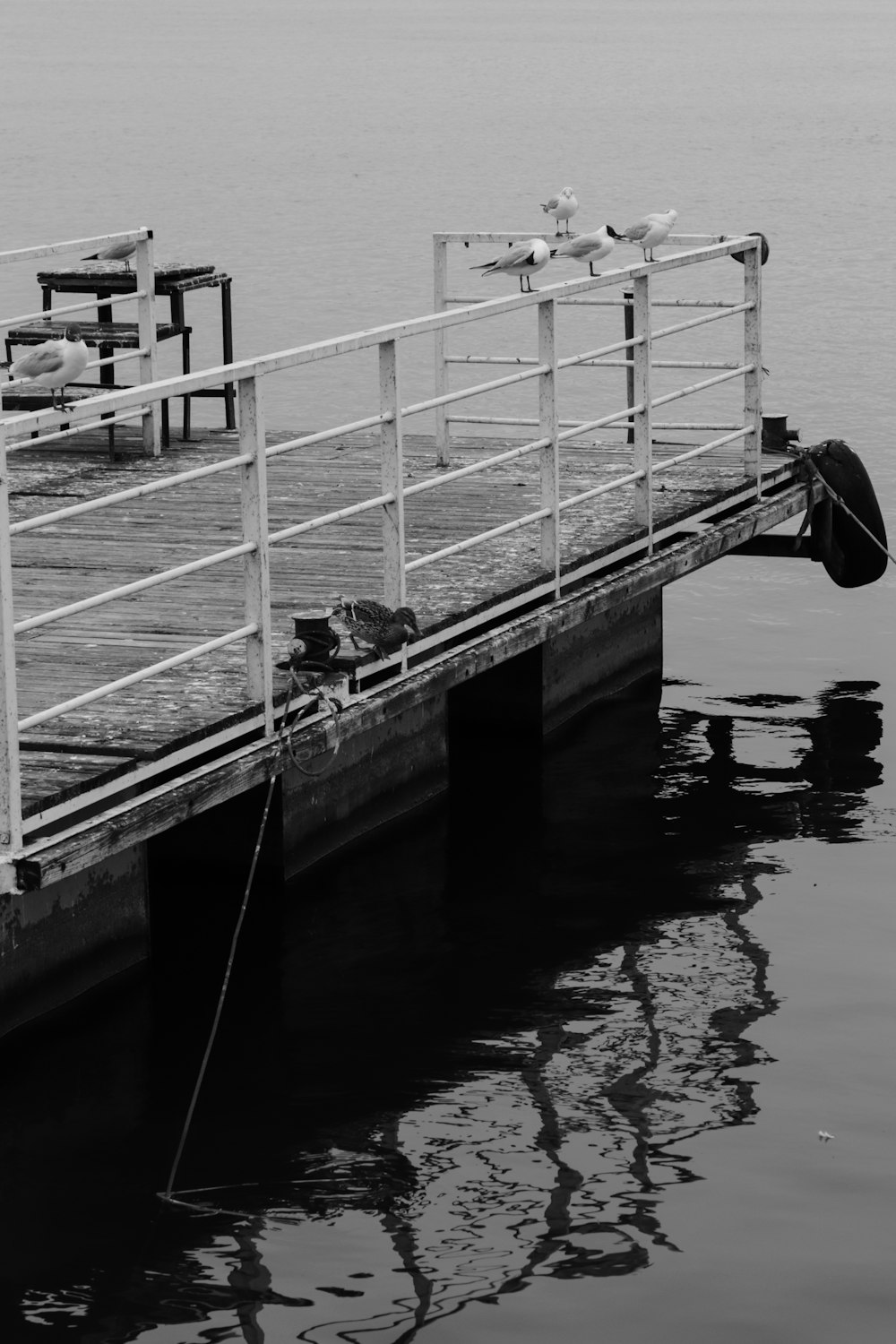 a boat dock with a couple of birds sitting on top of it