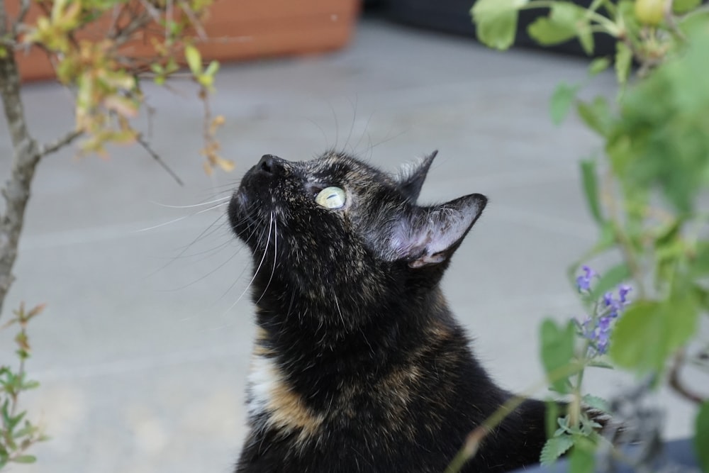 a black and white cat looking up into the sky