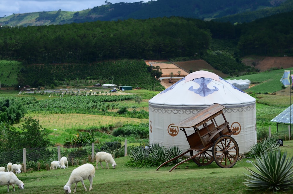 sheep grazing in a field next to a yurt