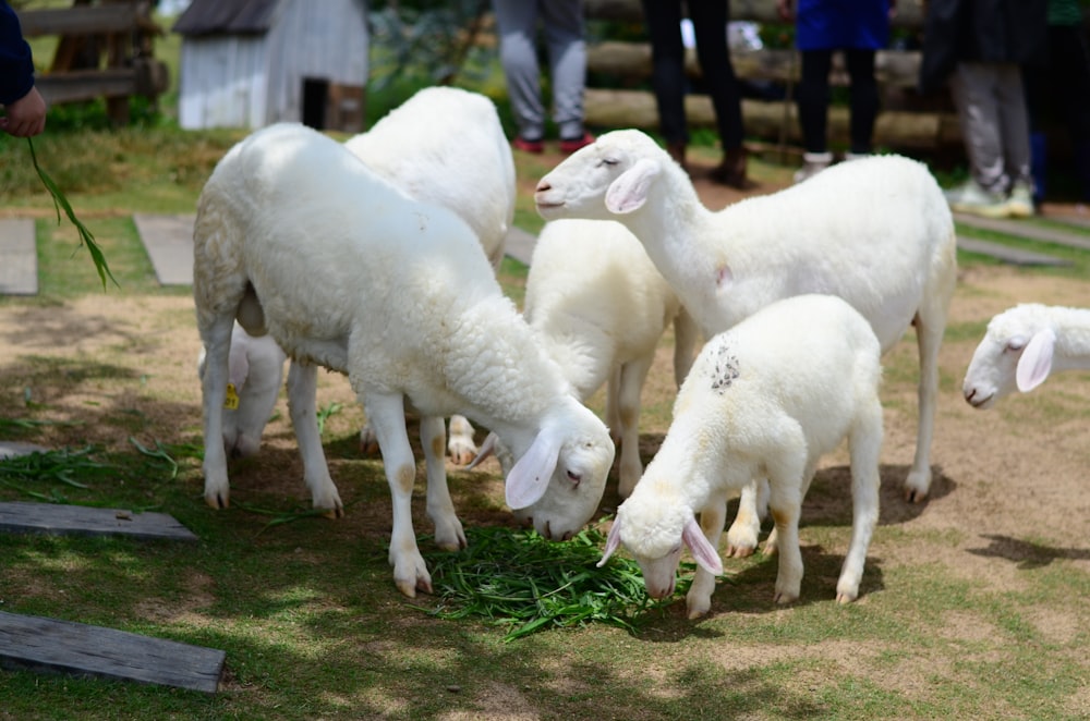a group of sheep eating grass in a field