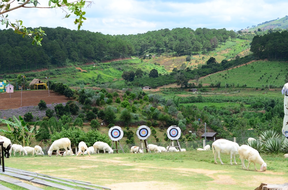 a herd of sheep grazing on a lush green hillside