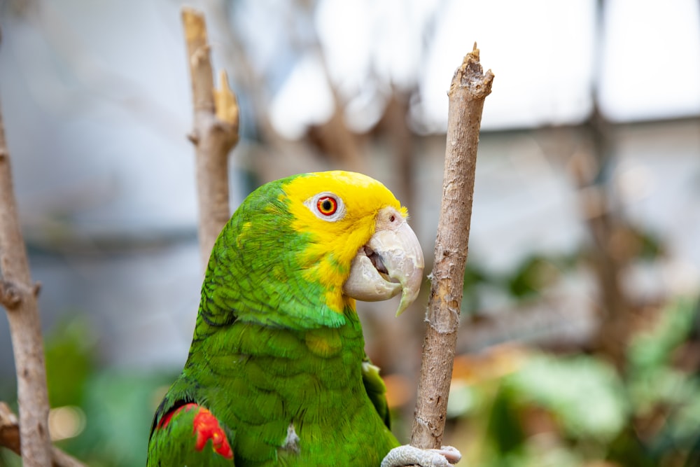 a green and yellow parrot perched on a tree branch