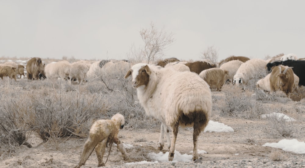 a herd of sheep standing on top of a dry grass field