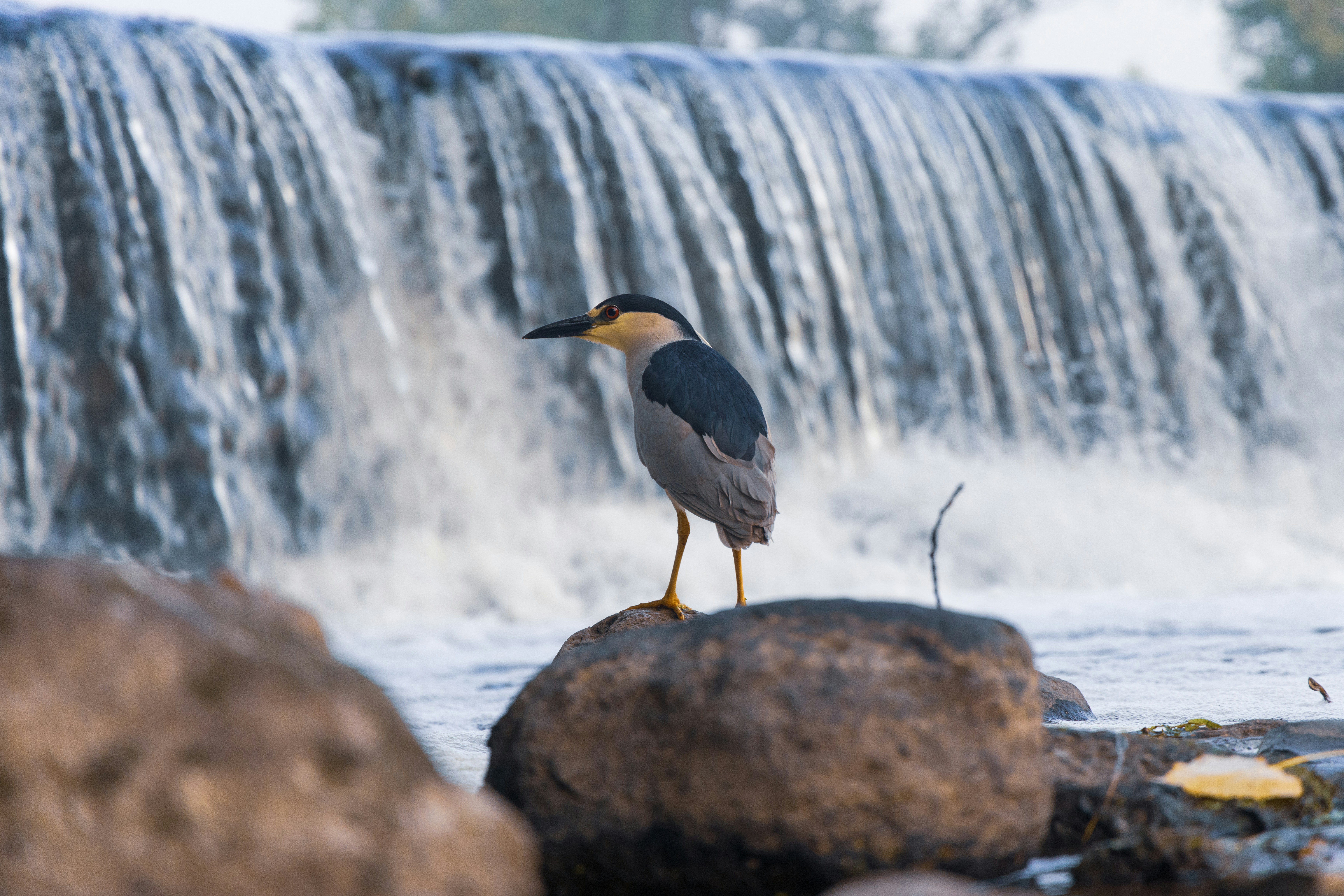 a bird standing on a rock in front of a waterfall
