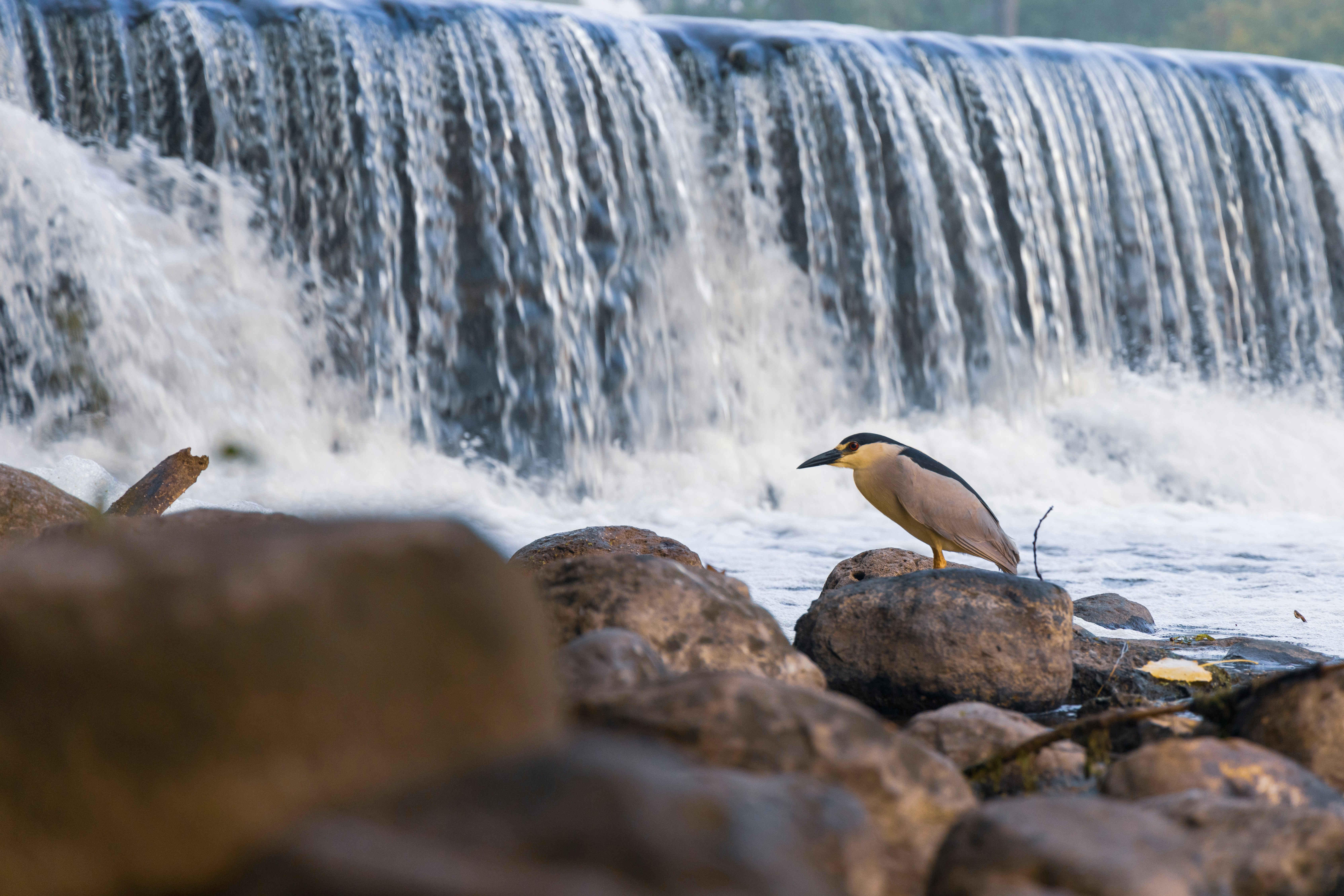 a bird standing on a rock in front of a waterfall
