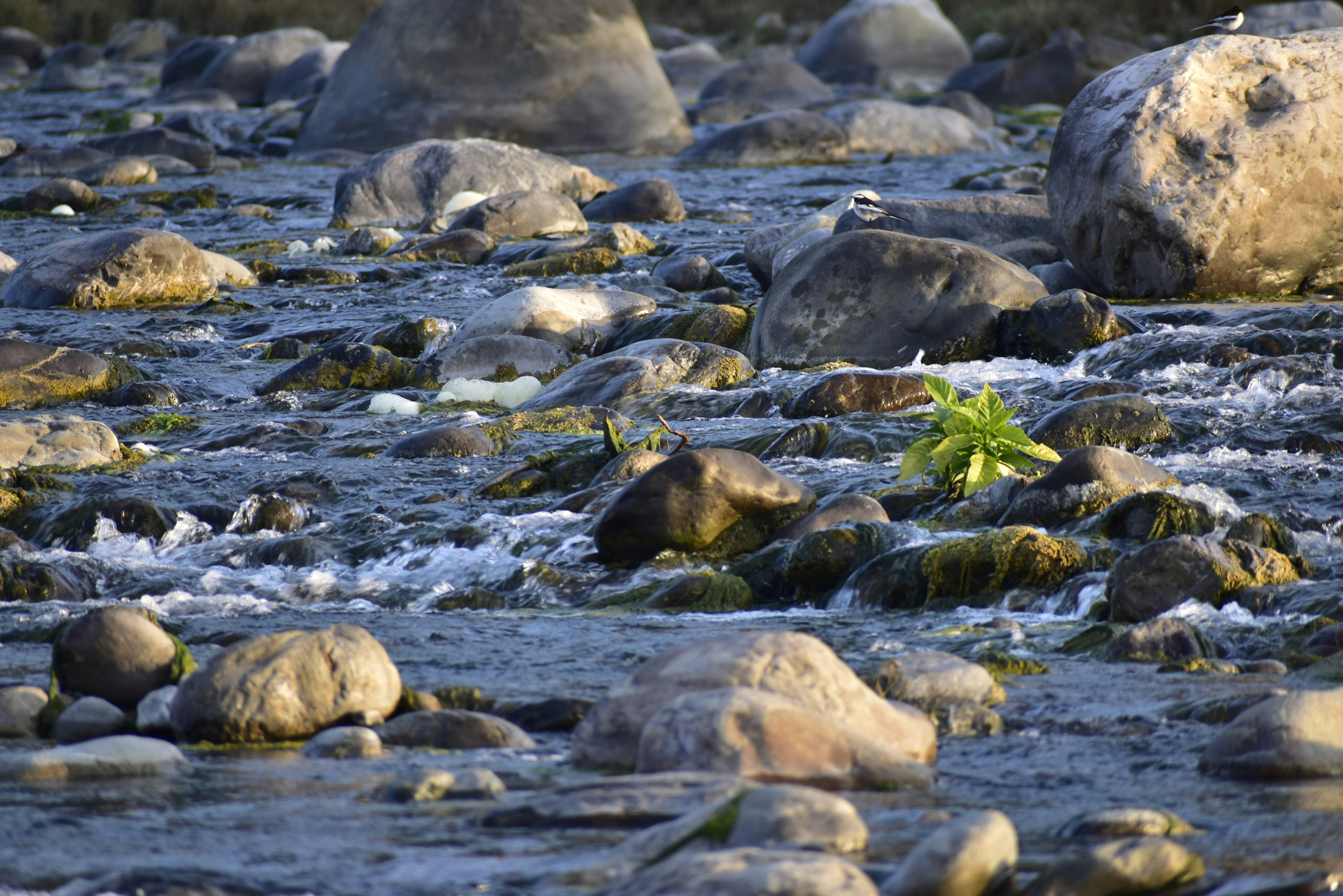 a small plant is growing in the middle of a stream