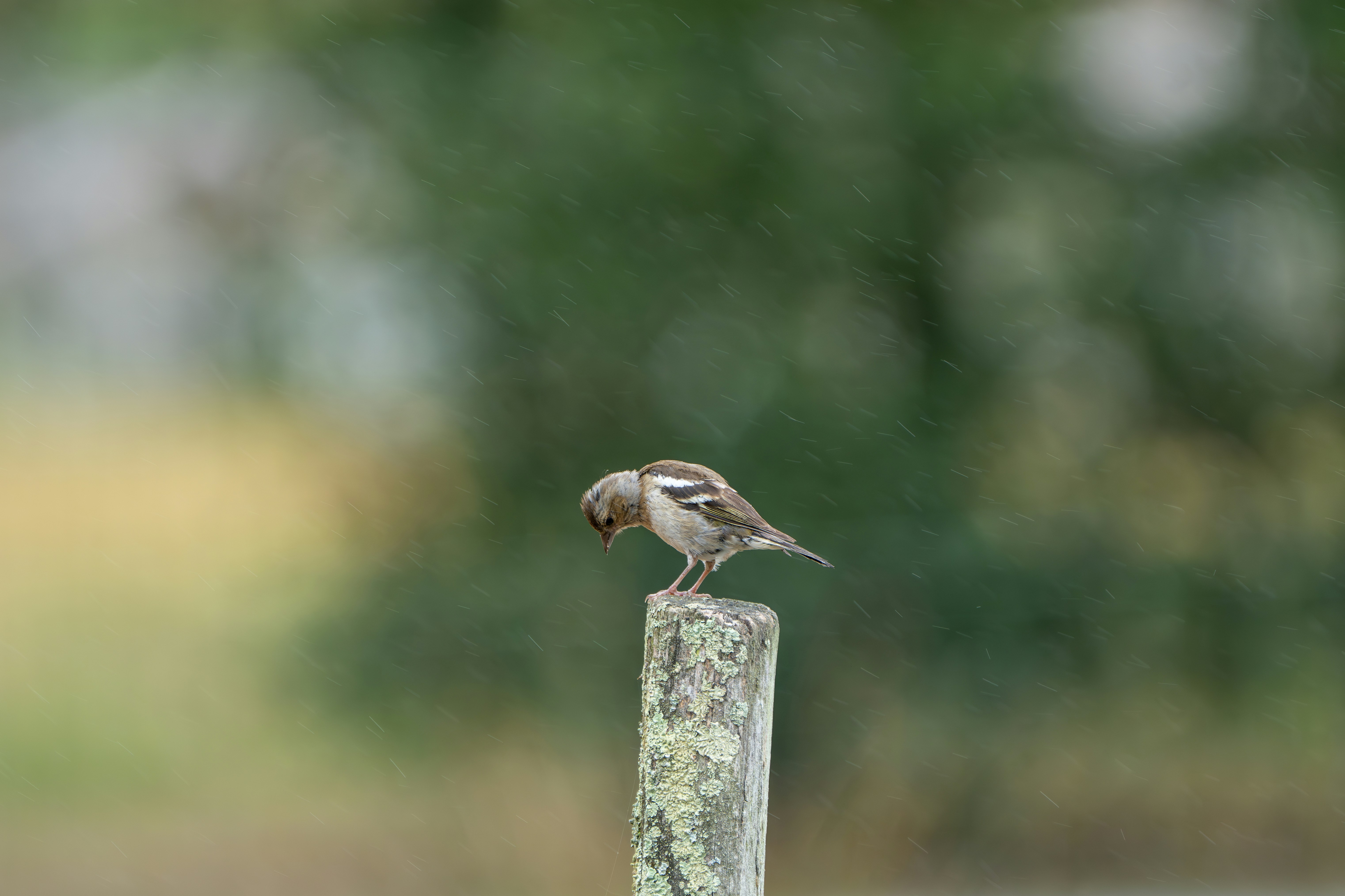 a small bird perched on top of a wooden post