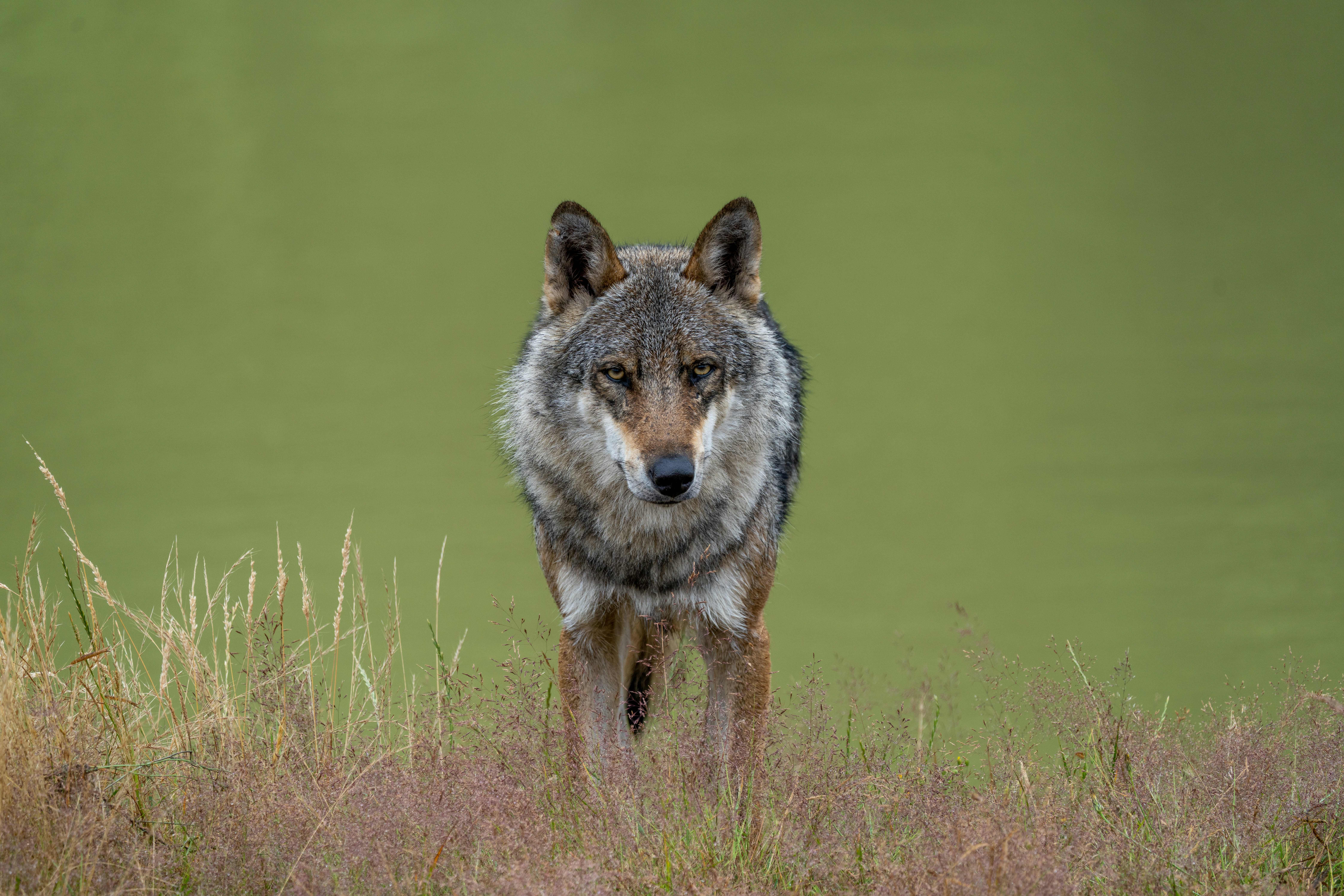 Photo by ronan_hello