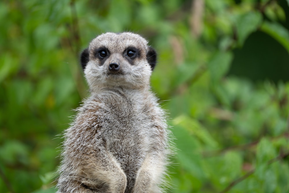 a close up of a small animal on a rock