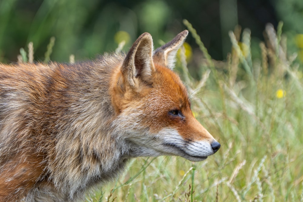 a close up of a fox in a field of grass