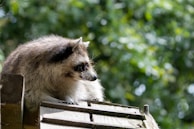 A raccoon resting on a wooden roof, surrounded by a lush, blurred green background of foliage. The animal is positioned with its body facing left and its face slightly turned to the side, showcasing its distinctive black mask and ringed tail.