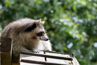 A raccoon resting on a wooden roof, surrounded by a lush, blurred green background of foliage. The animal is positioned with its body facing left and its face slightly turned to the side, showcasing its distinctive black mask and ringed tail.