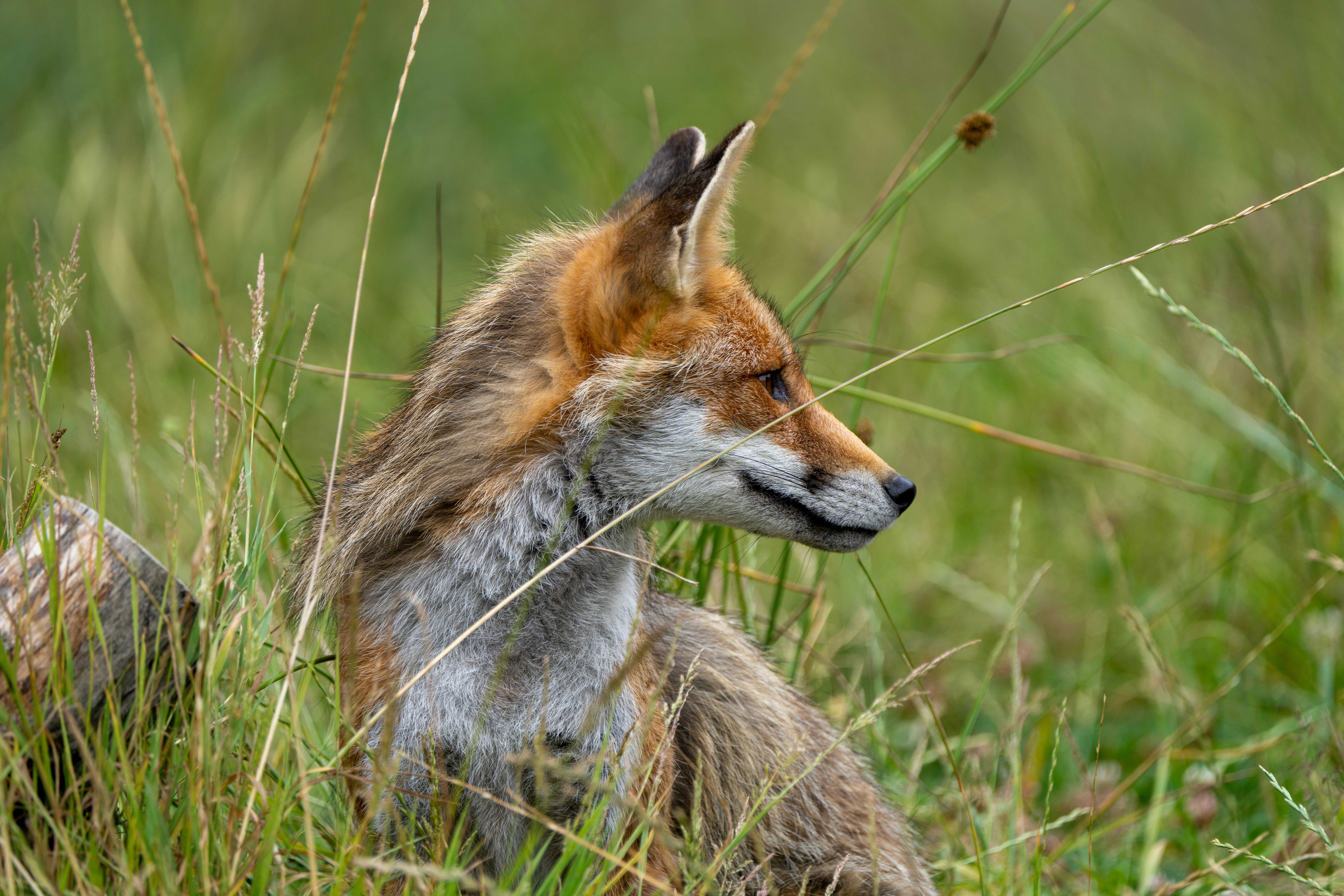 Photo by ronan_hello