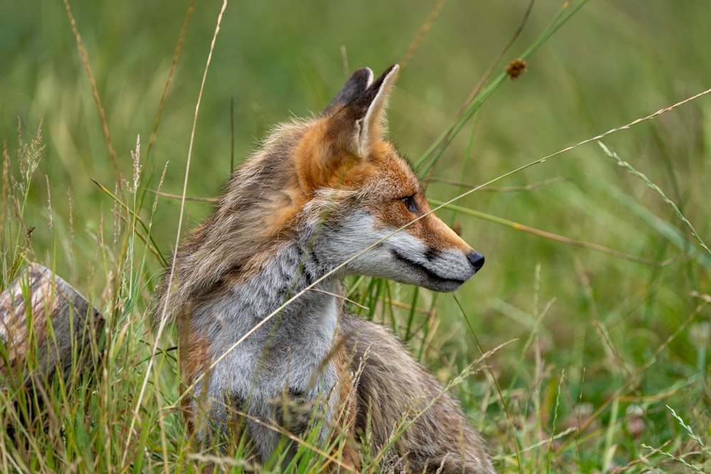 a fox is sitting in the tall grass
