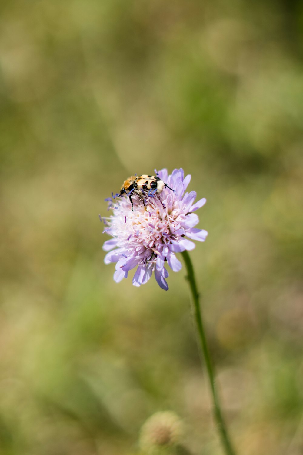 a bee is sitting on a purple flower