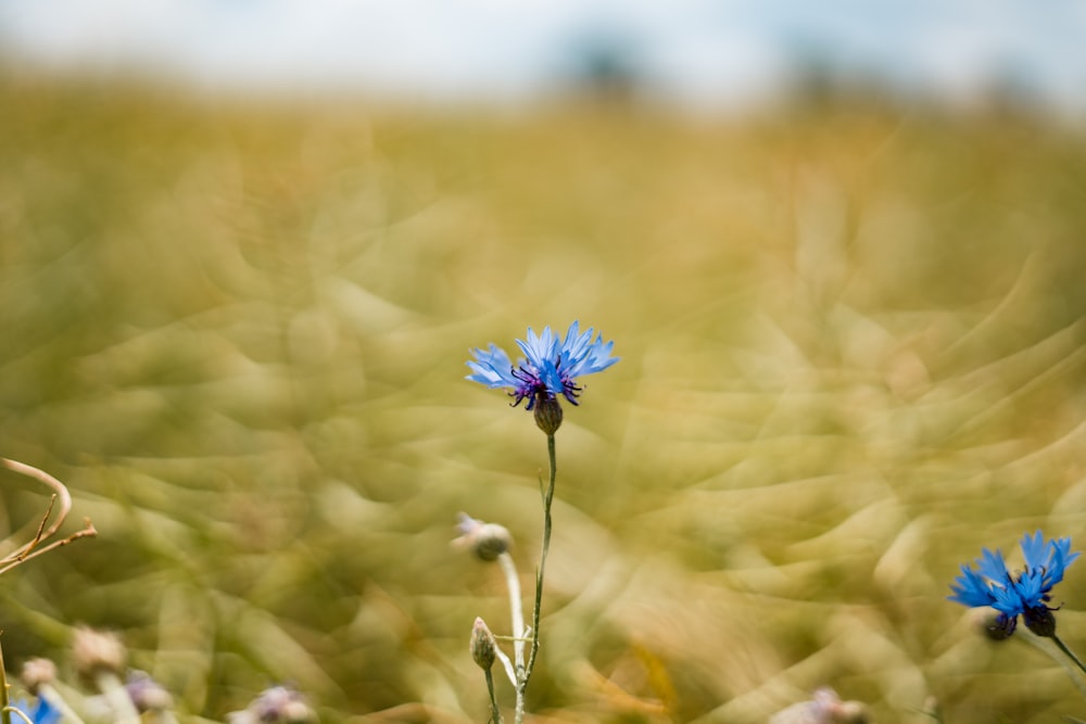 a blue flower in a field of grass