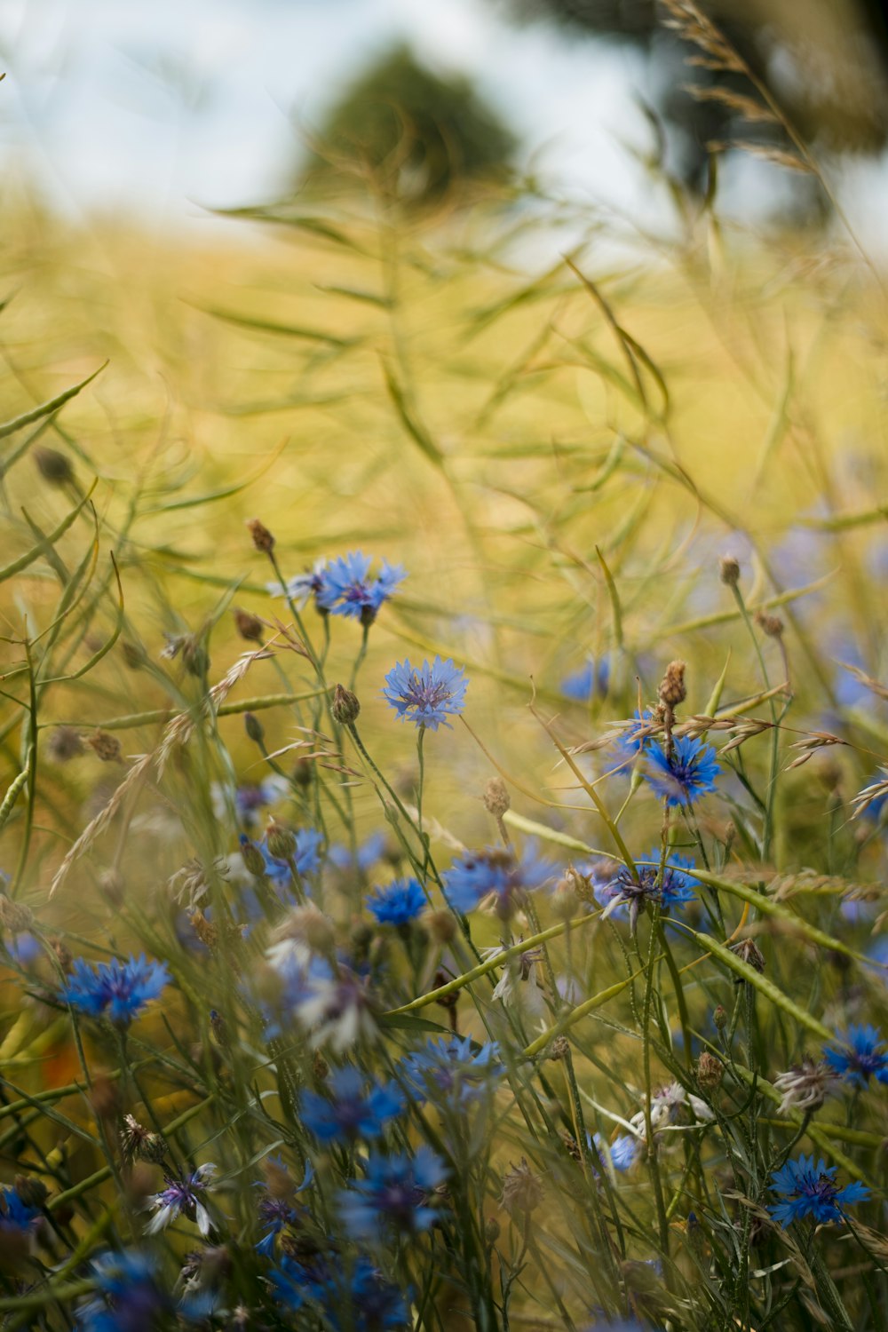 ein Strauß blauer Blumen, die im Gras liegen