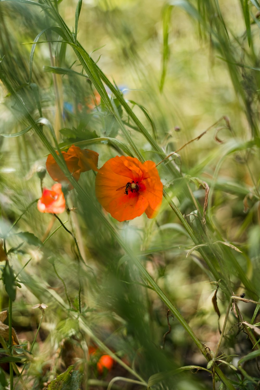 a close up of a flower in a field of grass