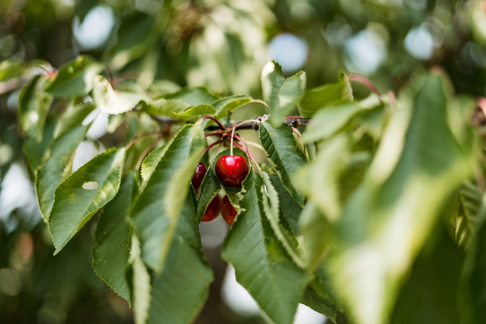 a close up of a tree with red berries