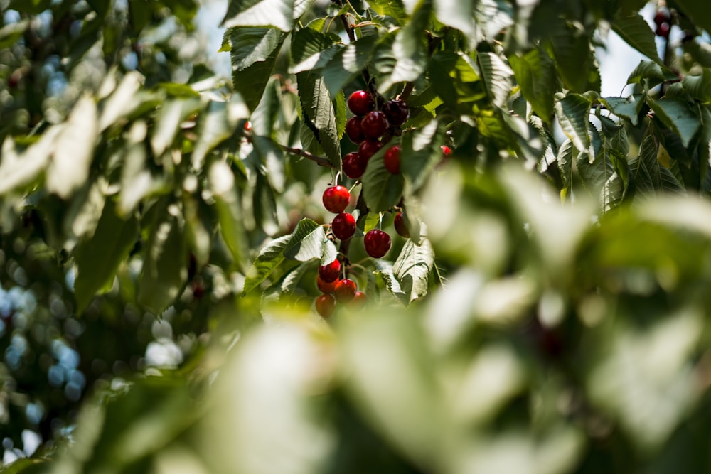 a tree filled with lots of ripe cherries