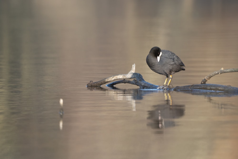 a bird is standing on a branch in the water