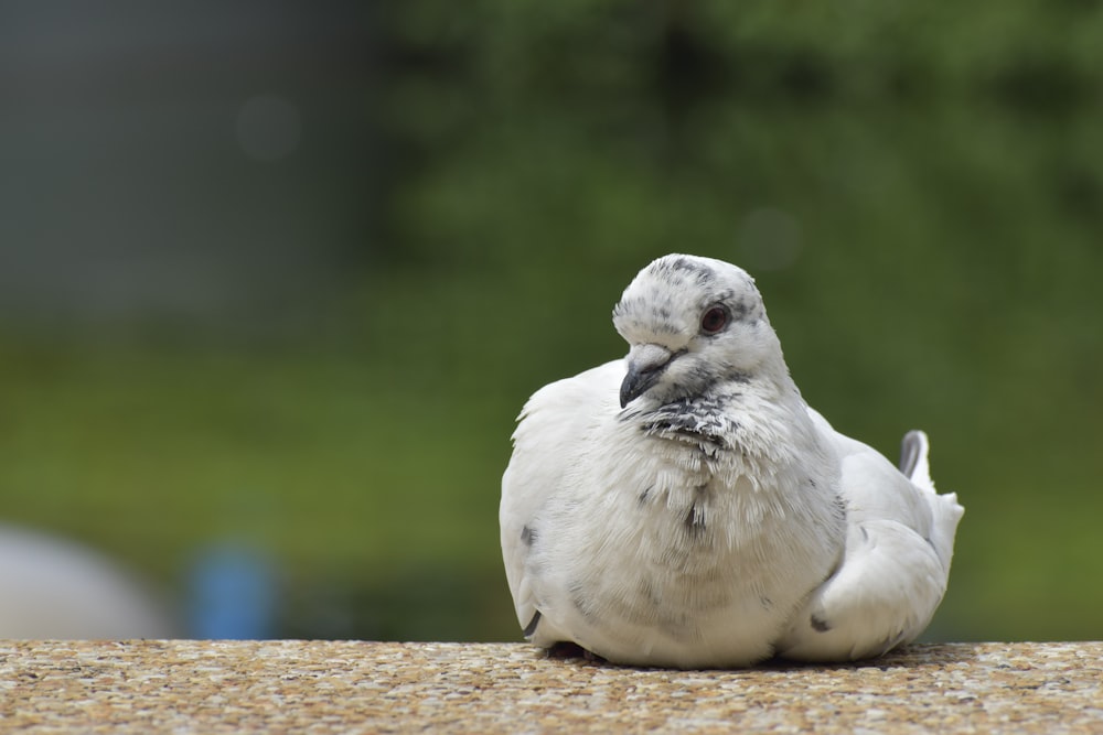 a close up of a bird sitting on the ground