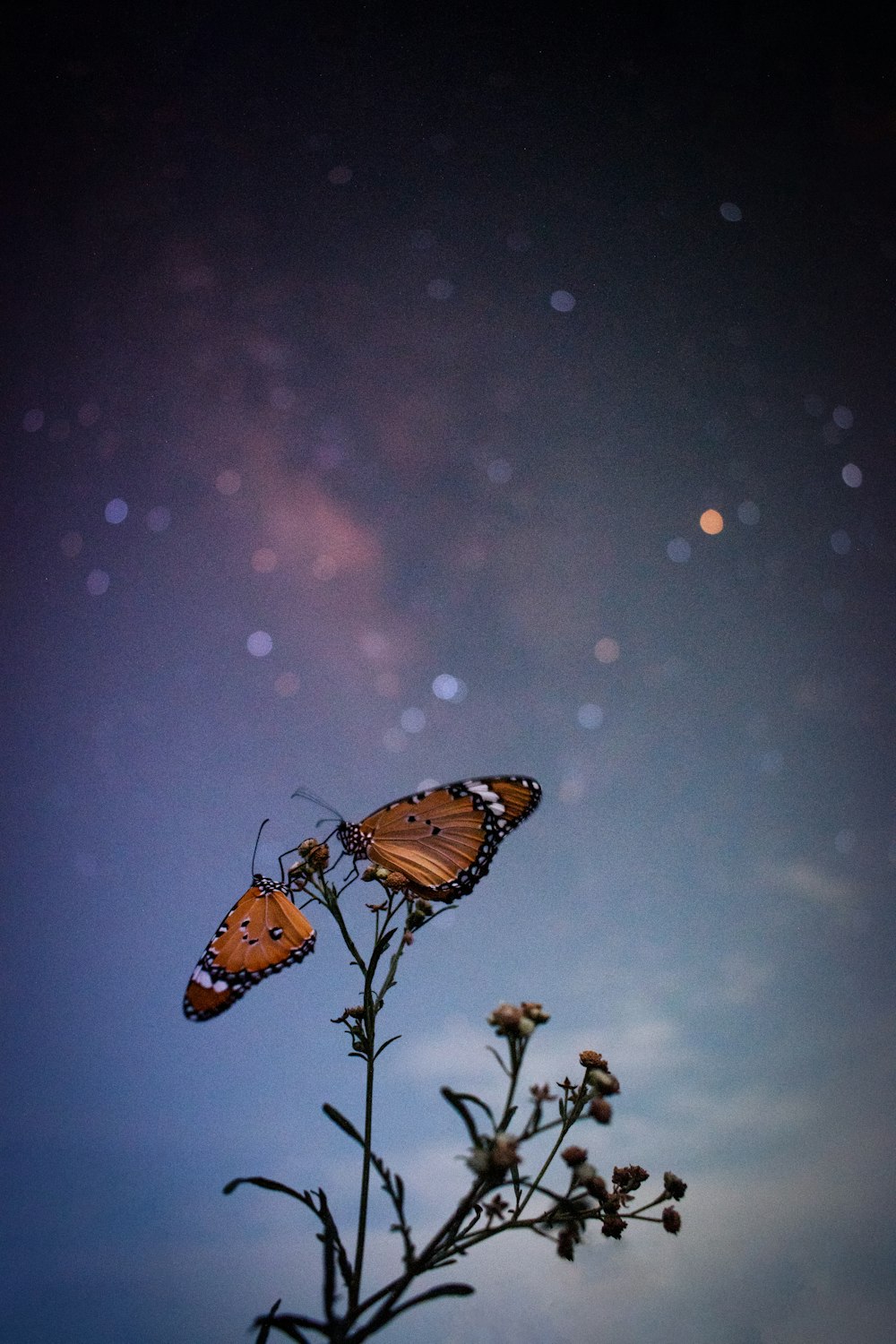 two butterflies sitting on top of a flower