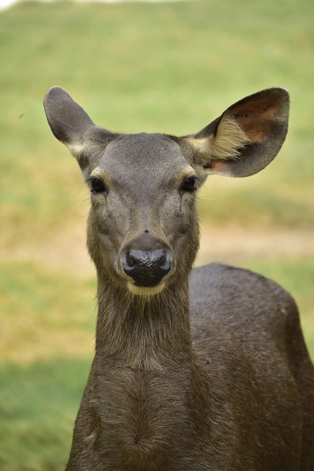 a close up of a deer looking at the camera
