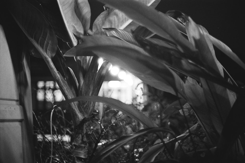 a black and white photo of a plant