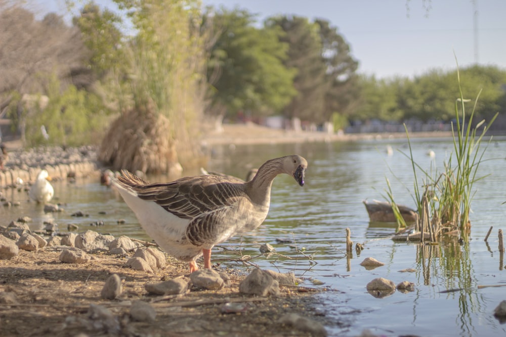 a goose standing on the shore of a lake