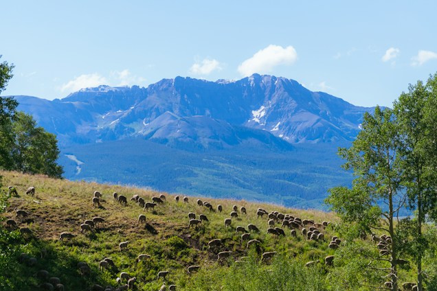 A serene mountain landscape with a large flock of sheep grazing on a grassy hillside. Towering, rugged mountains dominate the background under a clear blue sky, while trees frame the scene on the right and left, adding lush green accents.
