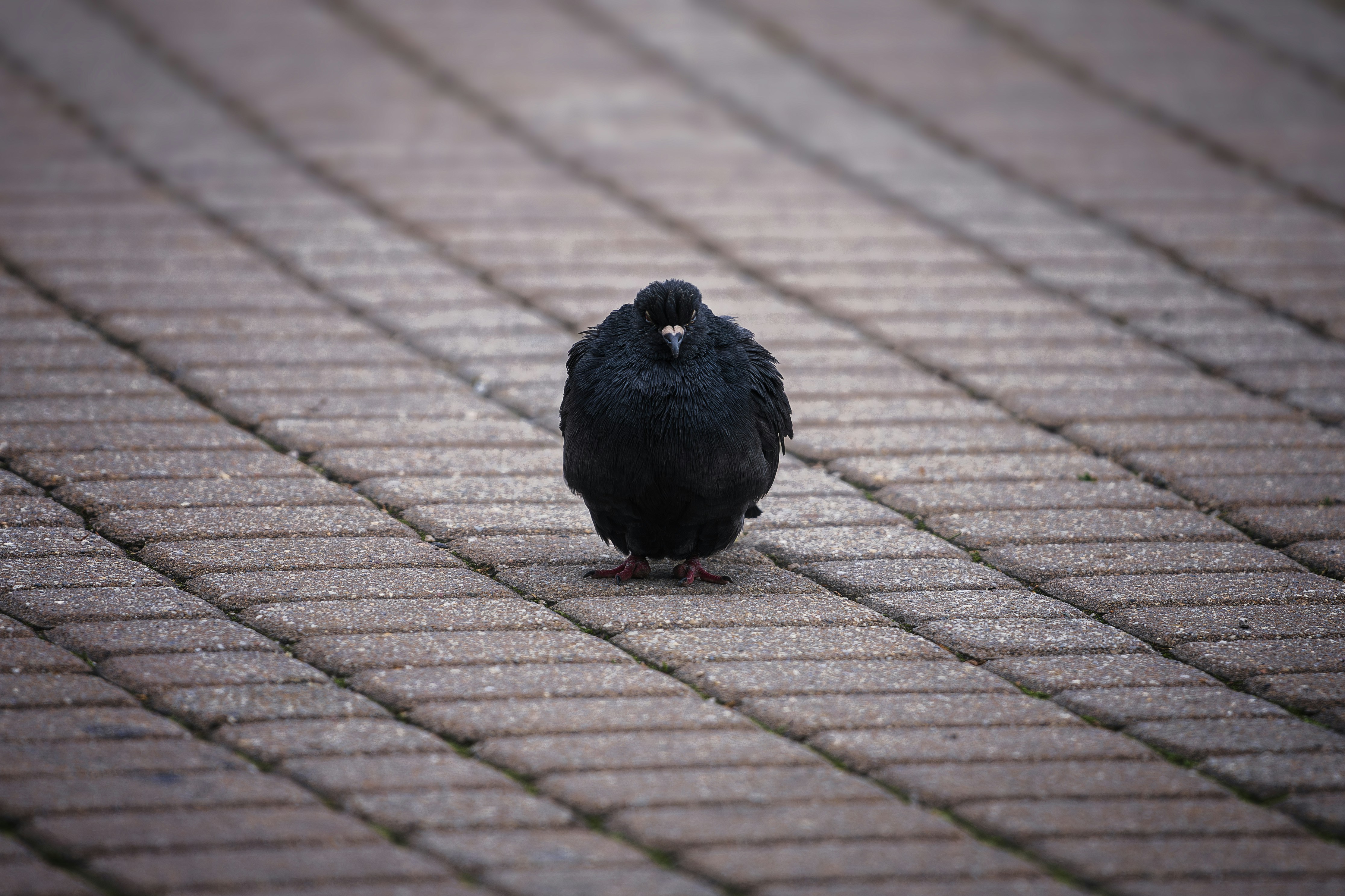 a black bird standing on a brick walkway