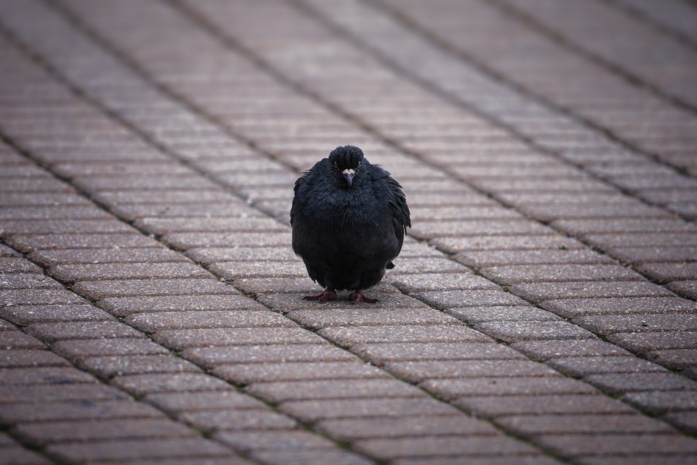 a black bird standing on a brick walkway