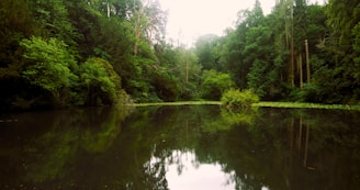 A peaceful pond nestled among trees on a large piece of undeveloped land.