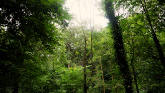Dense forest canopy with sunlight filtering through leaves, home to diverse wildlife.