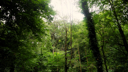 Dense forest canopy with sunlight filtering through leaves, home to diverse wildlife.