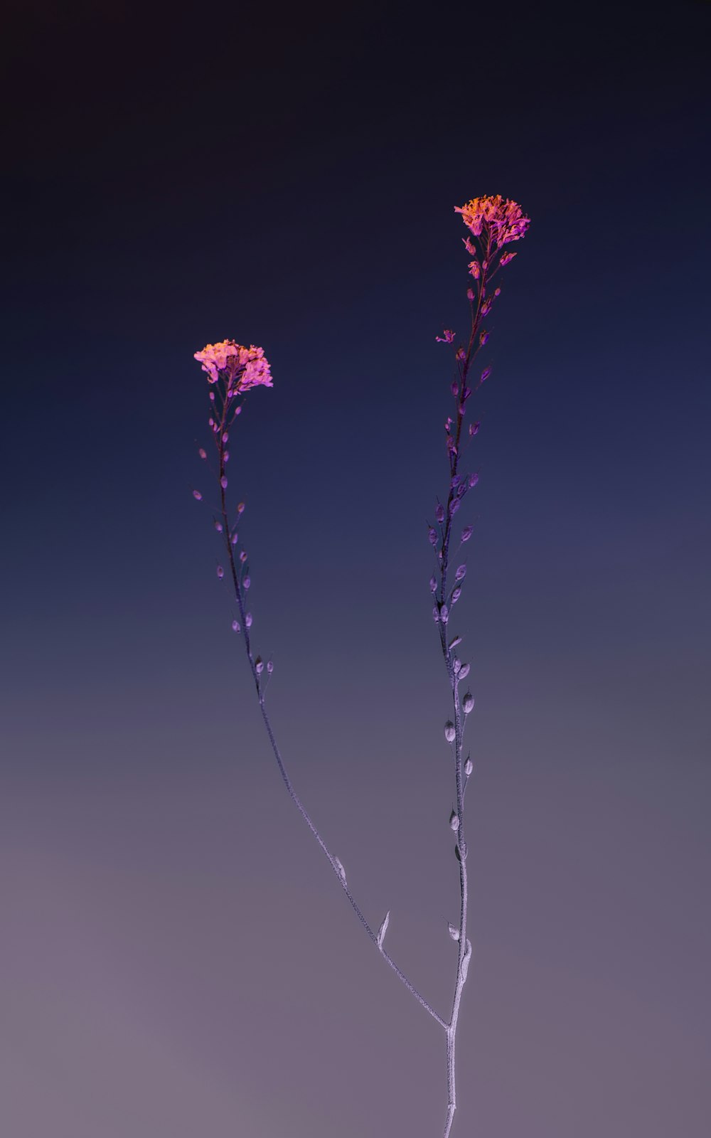 um par de flores que estão em um vaso