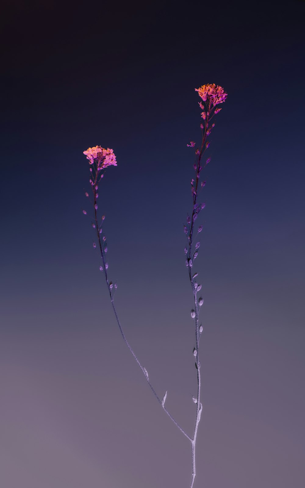 a couple of flowers that are in a vase