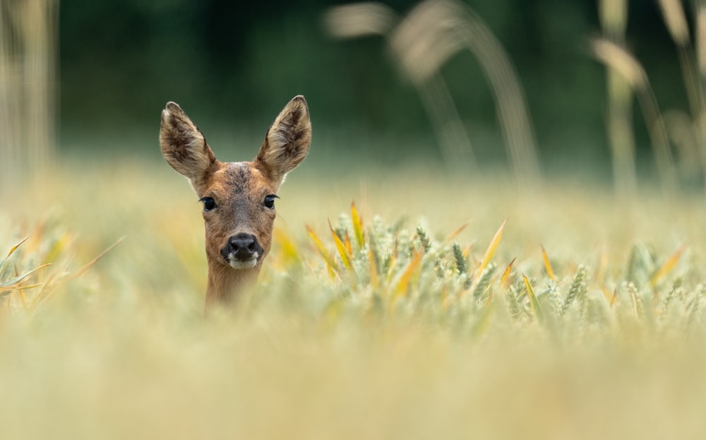 un piccolo cervo in piedi in un campo di erba alta